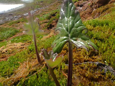 Image of arctic sweet coltsfoot