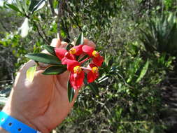 Image of Euphorbia helenae Urb.