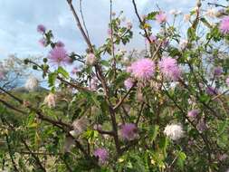 Image of <i>Mimosa tricephala</i> var. <i>xanti</i> (A. Gray) Chehaibar & R. Grether