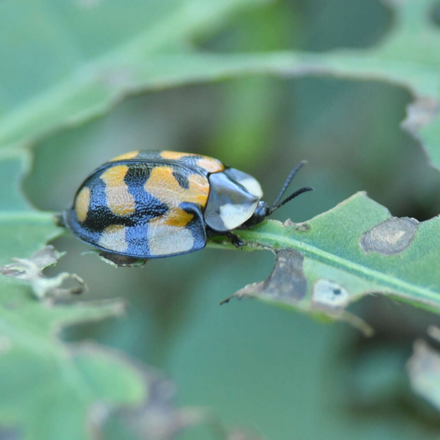 Imagem de Botanochara sedecimpustulata (Fabricius 1801)