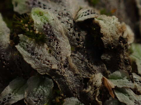 Image of Riccia collata Na-Thalang