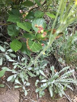 Image of Fendler's ragwort