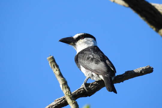 Image of White-necked Puffbird