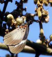 Image de Acraea esebria Hewitson 1861