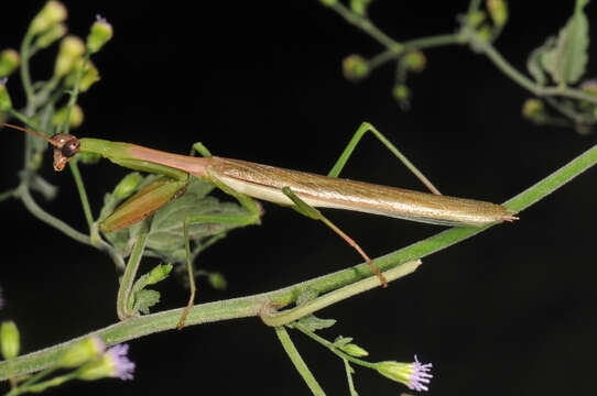 Image of Stagmomantis nahua Saussure 1869