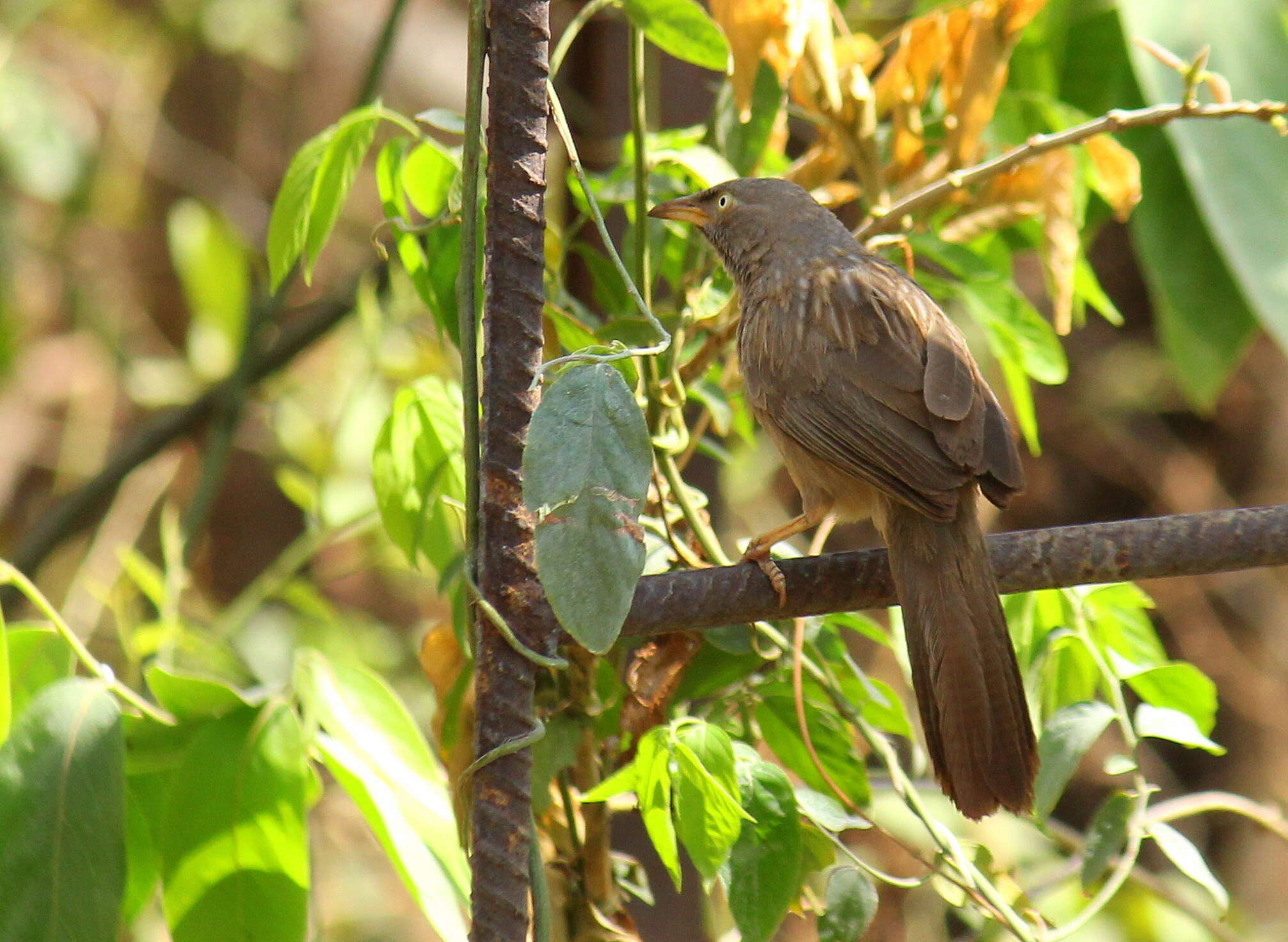 Image of Large Grey Babbler