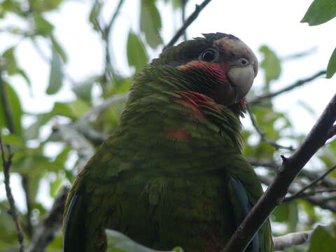 Image of Bahamas Parrot