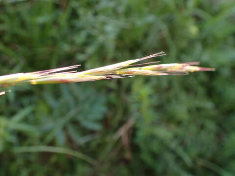 صورة Helictochloa pratensis (L.) Romero Zarco