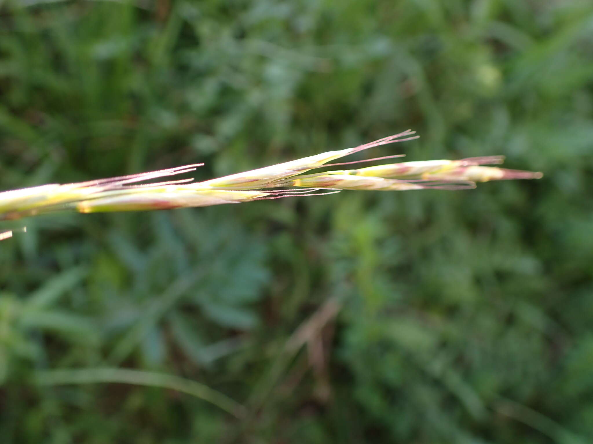 Image of Helictochloa pratensis (L.) Romero Zarco