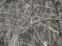 Image of European Goldfinch