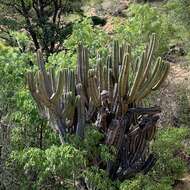 Image of Myrtillocactus schenckii (J. A. Purpus) Britton & Rose