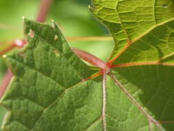 Image of Vitis instabilis Ardenghi, Galasso, Banfi & Lastrucci