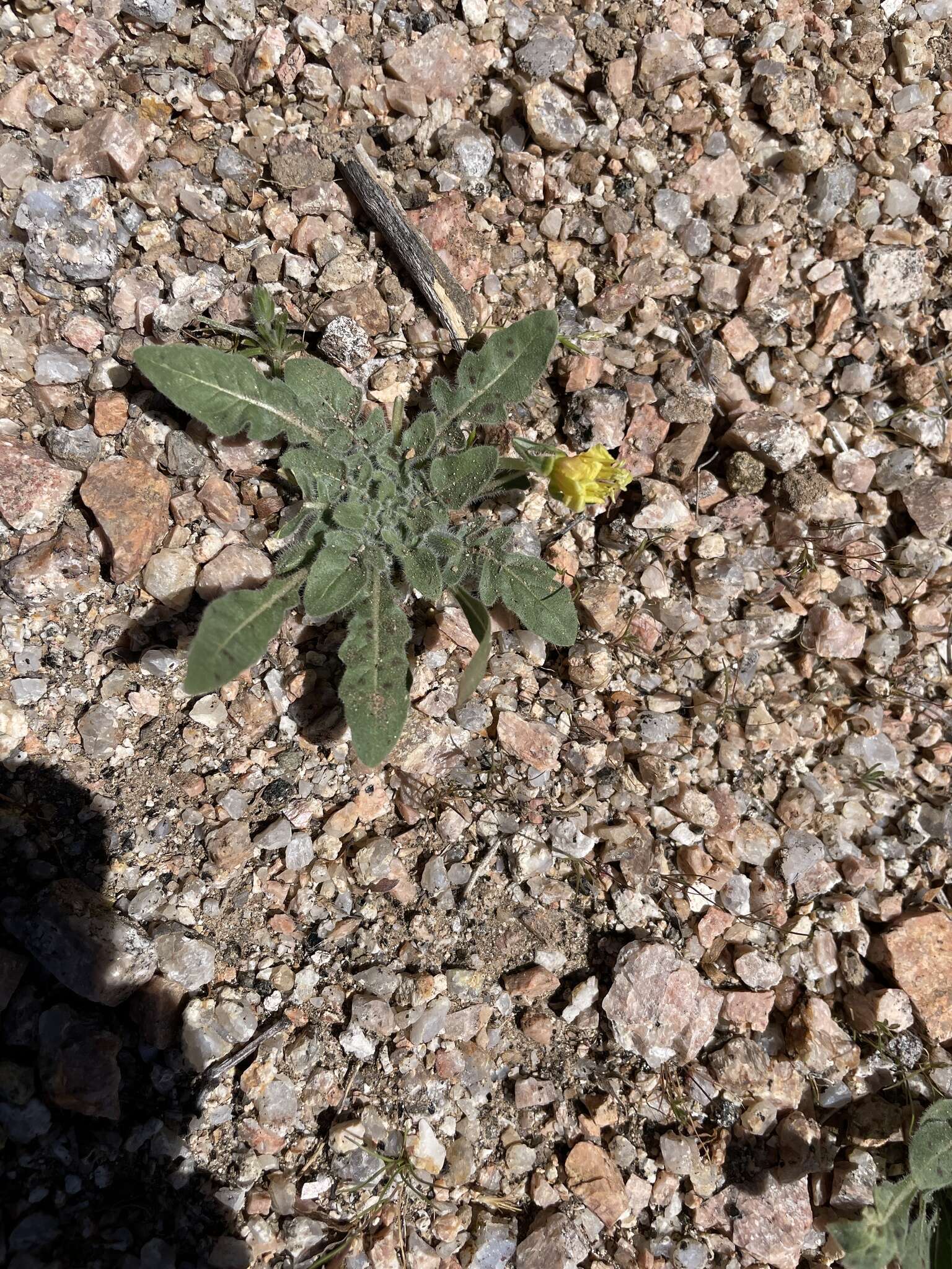 Imagem de Oenothera primiveris subsp. primiveris