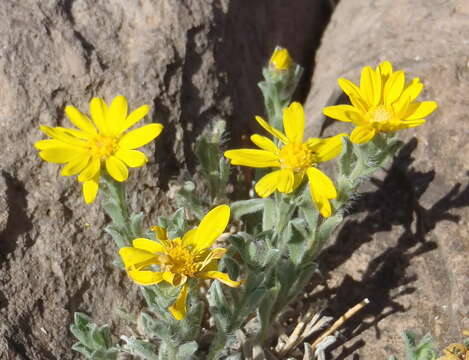 Image of rockyscree false goldenaster