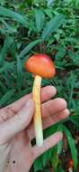 Image of Amanita hemibapha (Berk. & Broome) Sacc. 1887