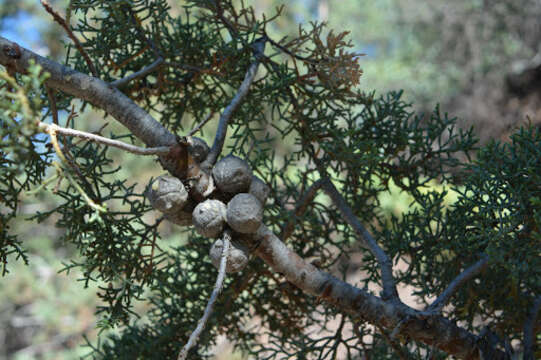 Imagem de Cupressus arizonica var. glabra (Sudw.) Little