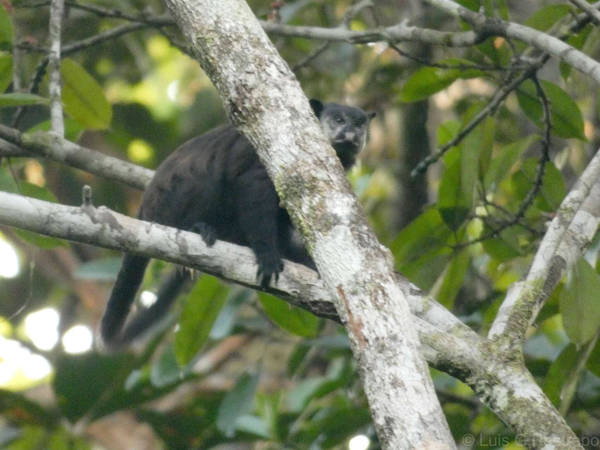 Image of Mottle-face Tamarin