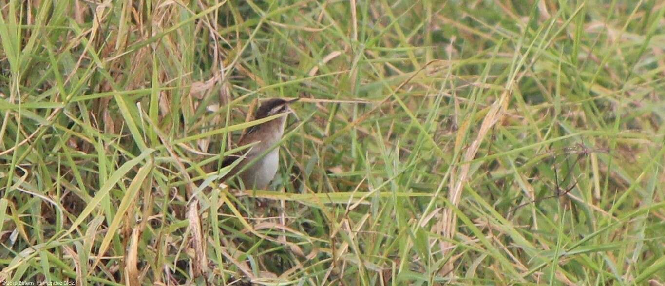 Image of Marsh Wren