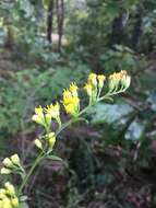 Image of Atlantic goldenrod