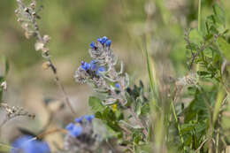 Image of alkanet