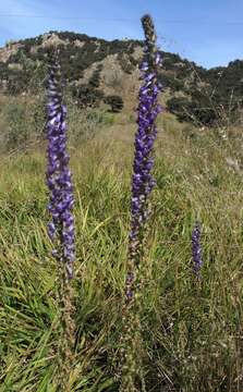 Image of Fringe-Leaf Lobelia