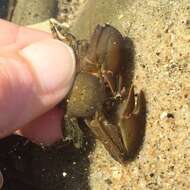 Image of Cabrillo porcelain crab