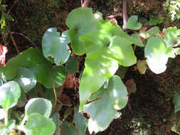 Plancia ëd Asplenium hemionitis L.