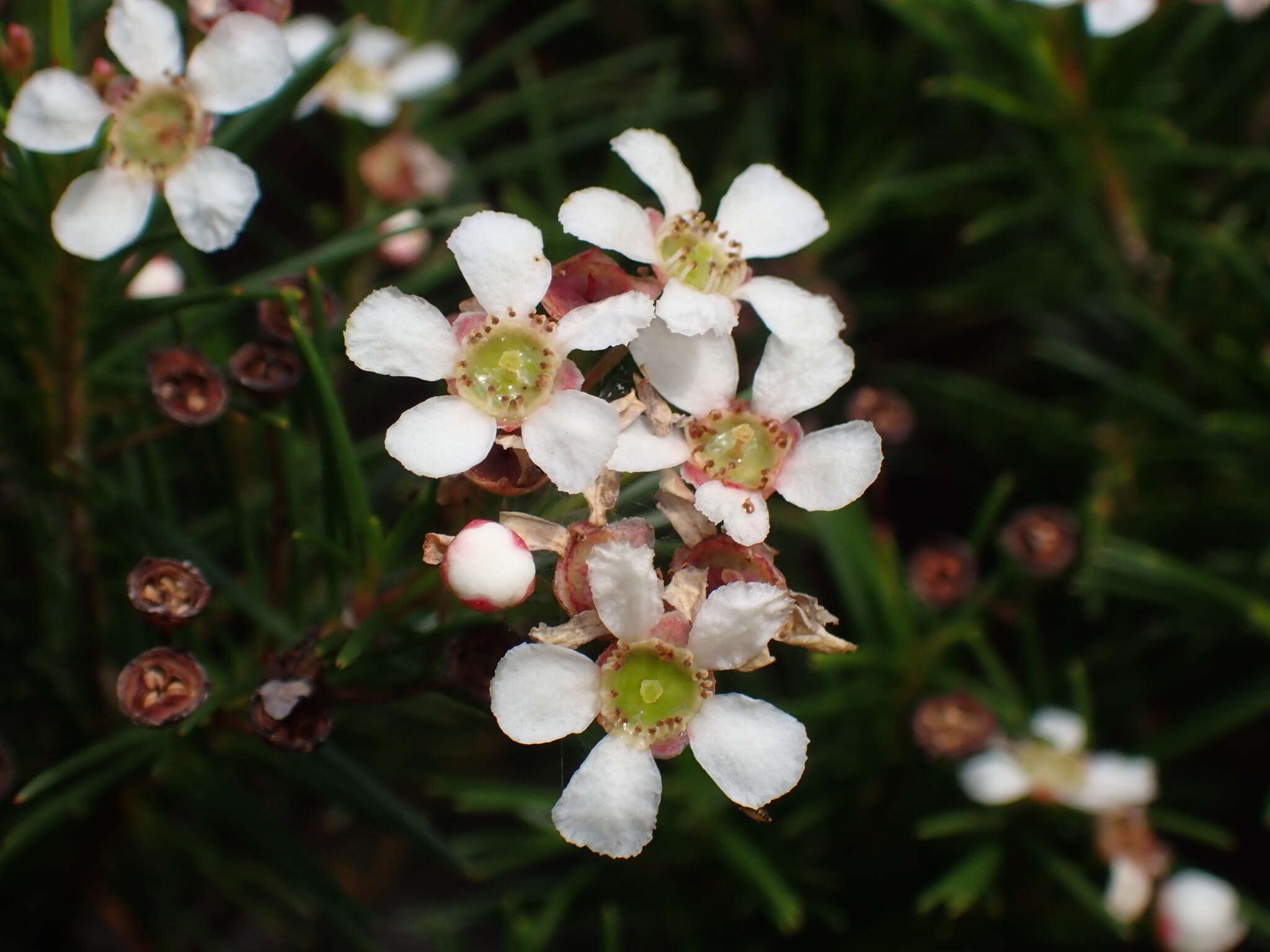 Image of Sannantha pinifolia (Labill.) Peter G. Wilson