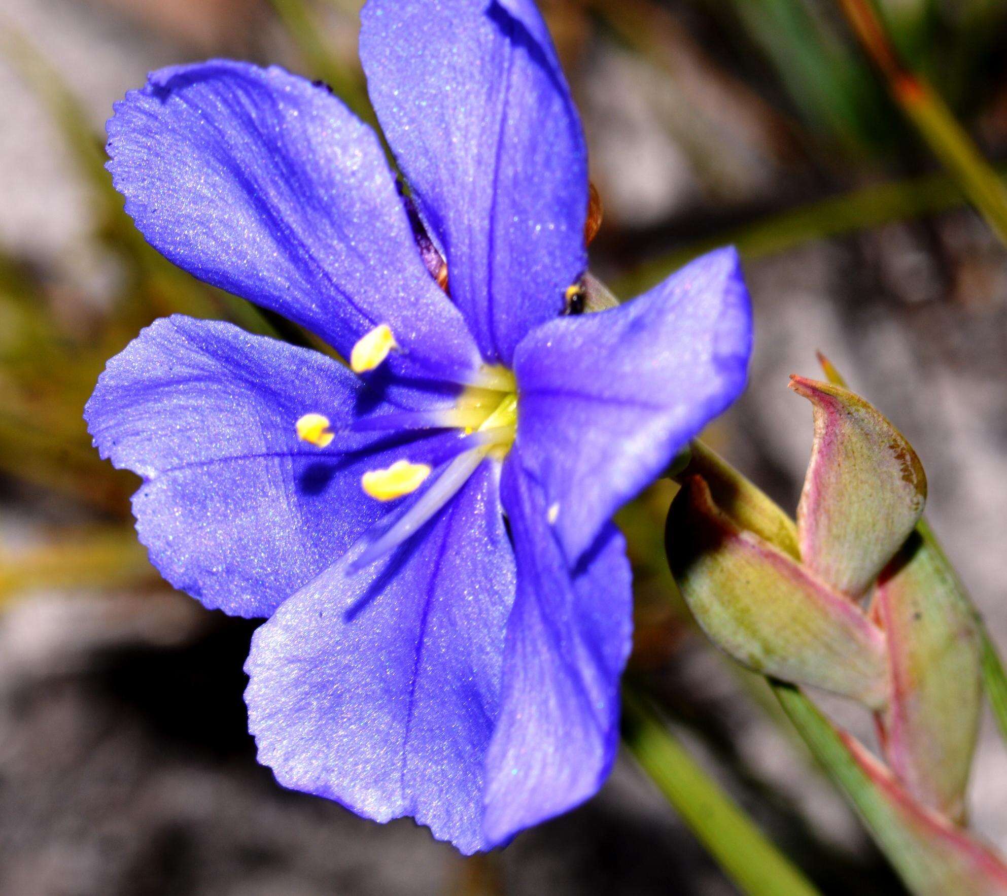 Image of Aristea glauca Klatt