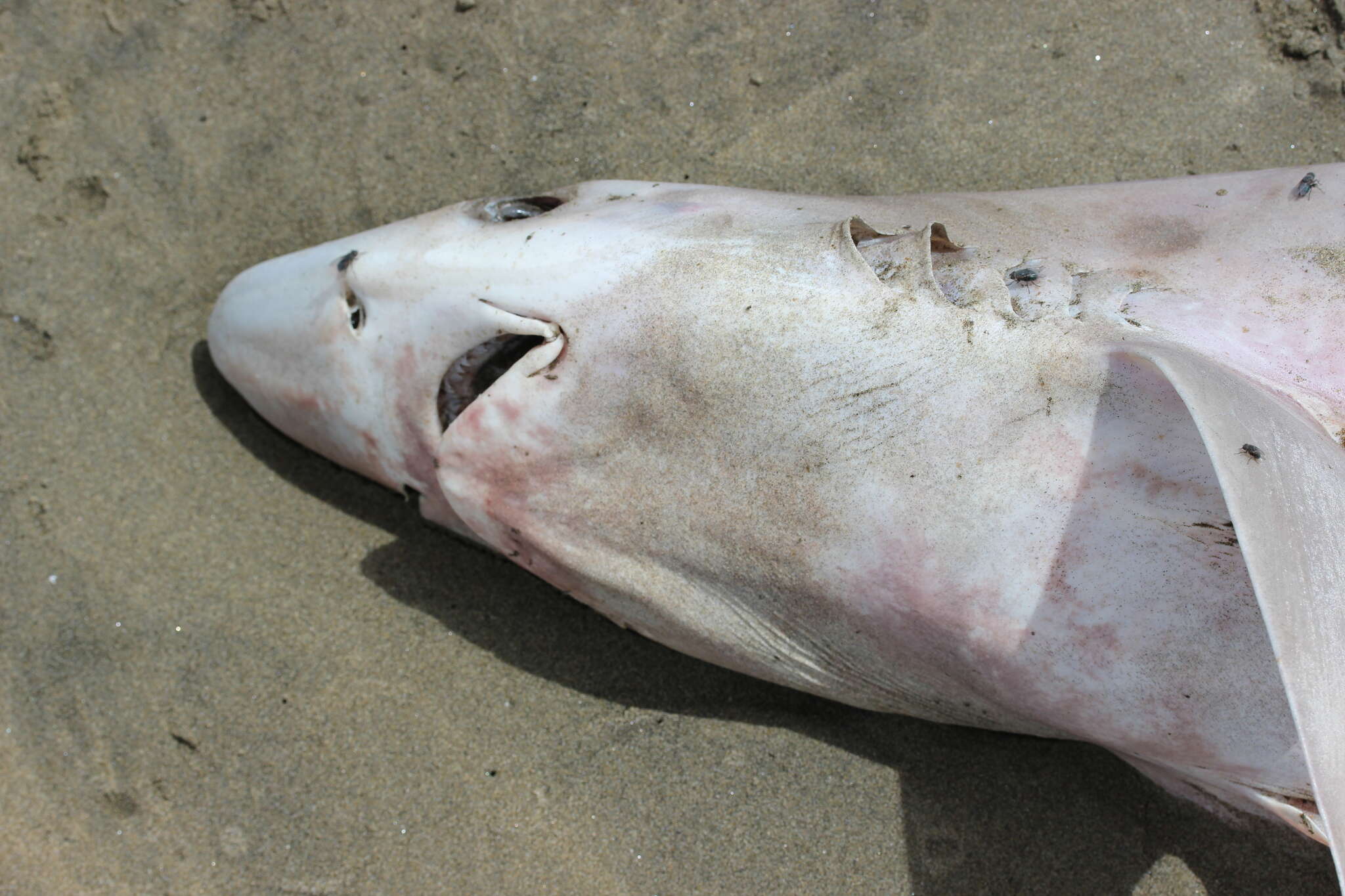 Image of Galeorhinus