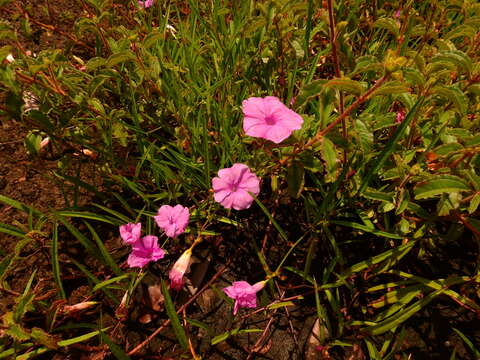 Image of Ipomoea leprieurii D. F. Austin