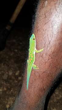 Image of Phelsuma parva Meier 1983