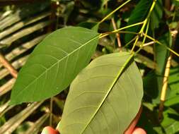 Image of Triadica cochinchinensis Lour.