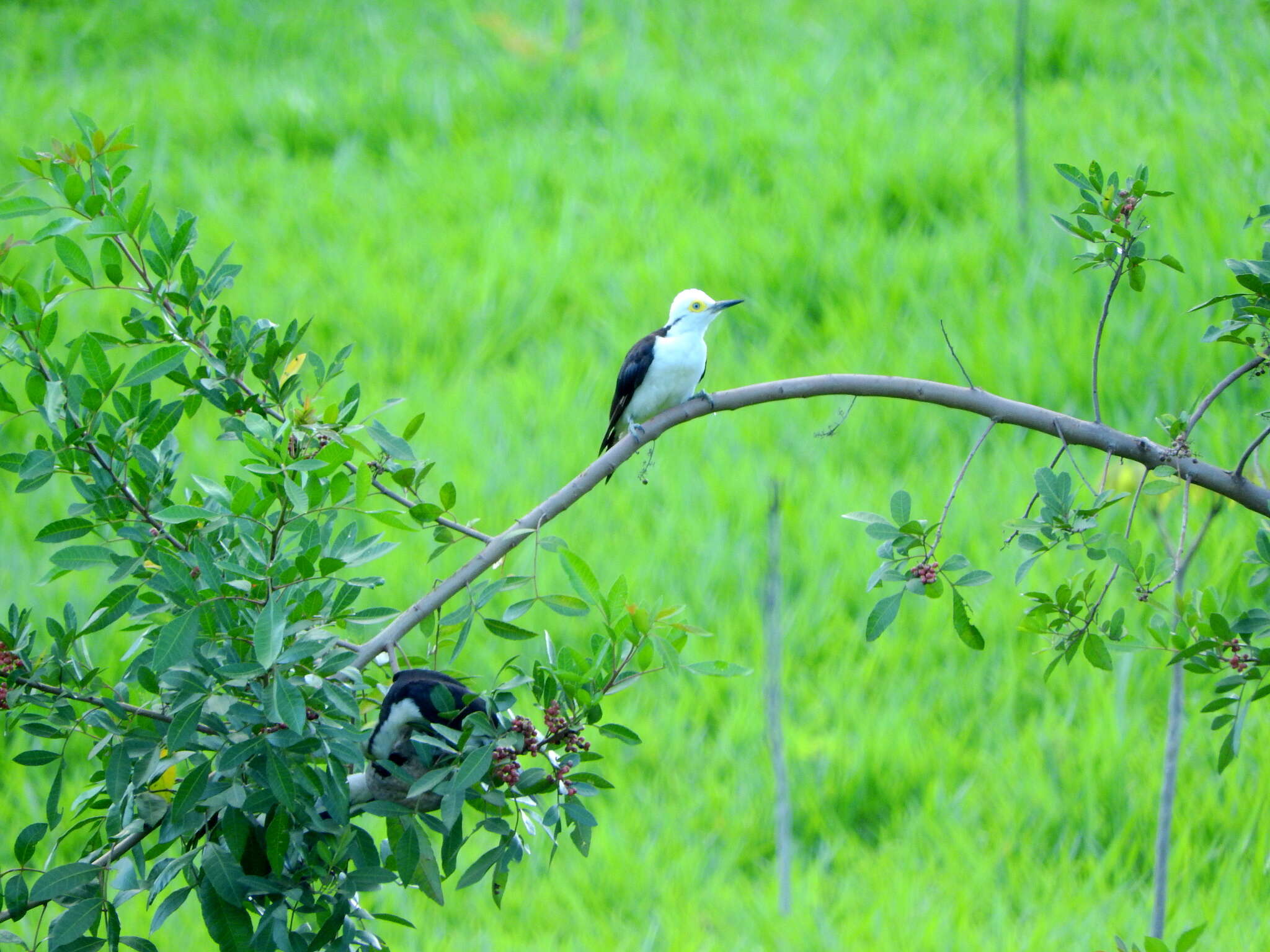 Image of White Woodpecker