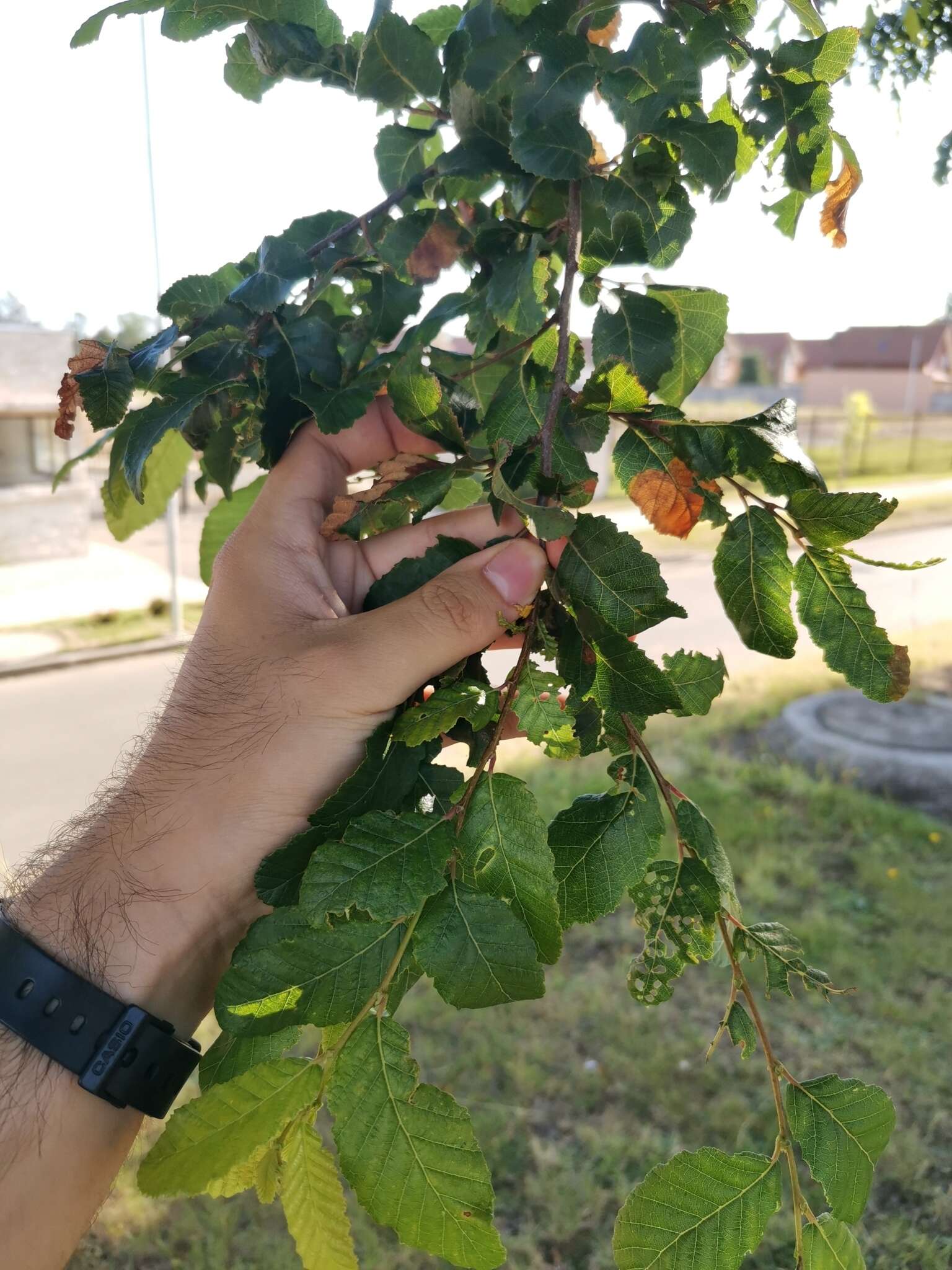 Image de Nothofagus obliqua (Mirb.) Oerst.