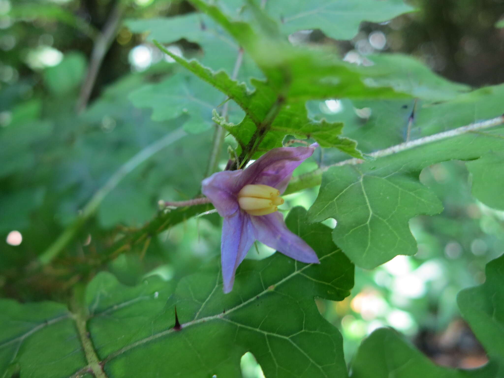 Image of Solanum mahoriense W. G. D' Arcy & A. Rakotozafy