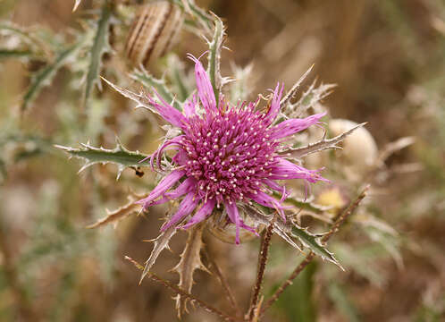 Image de Atractylis humilis L.