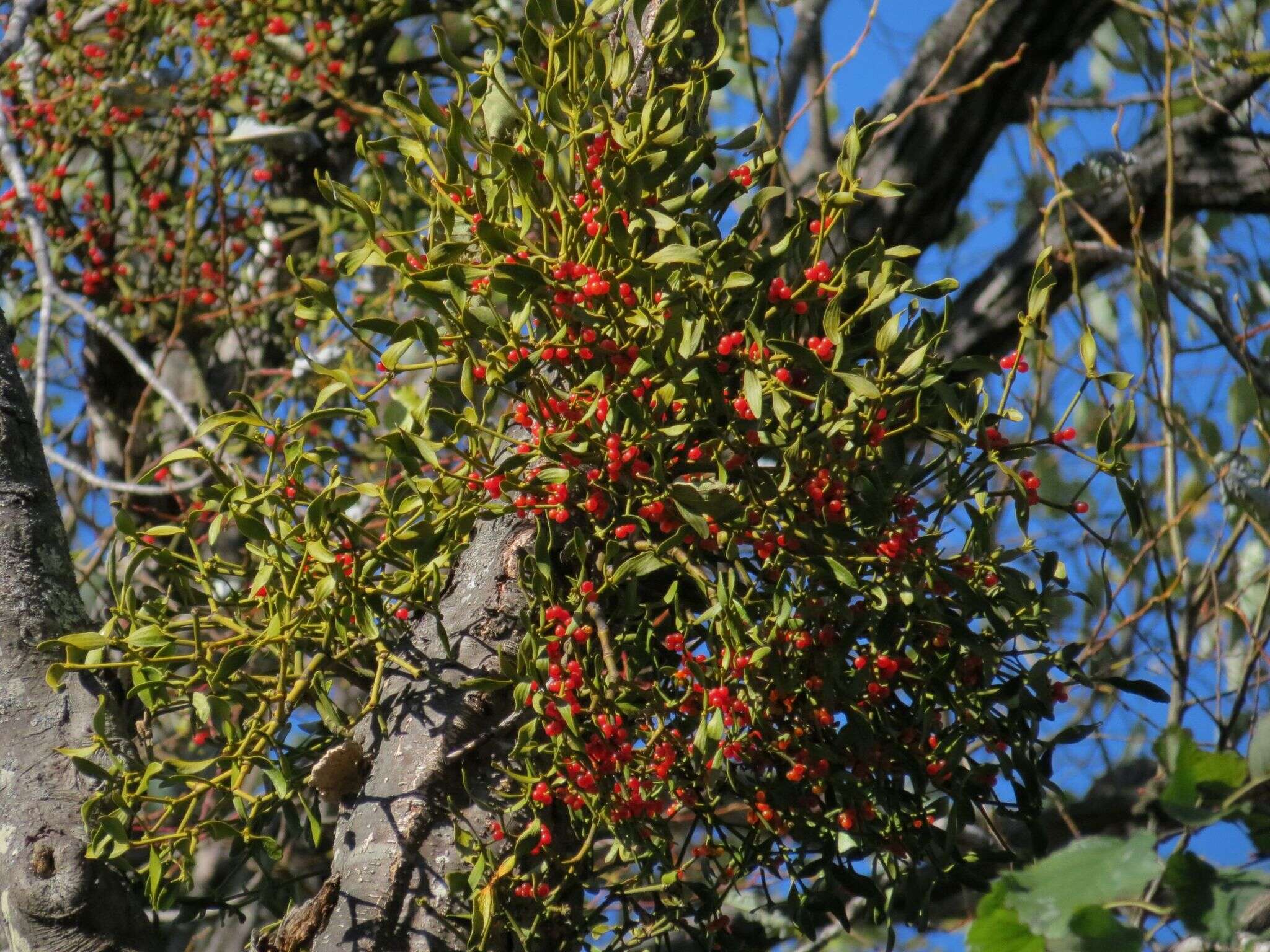 Imagem de Viscum coloratum (Kom.) Nakai