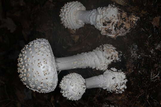 Image of Coker's amanita