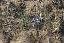 Image of Iris tenuifolia Pall.