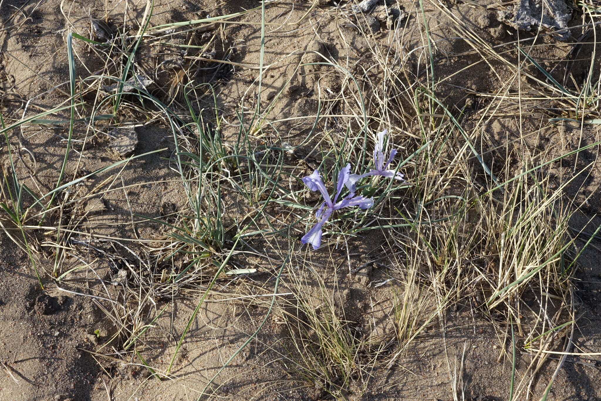 Image of Iris tenuifolia Pall.