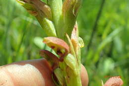 Image of Disa brevicornis (Lindl.) Bolus