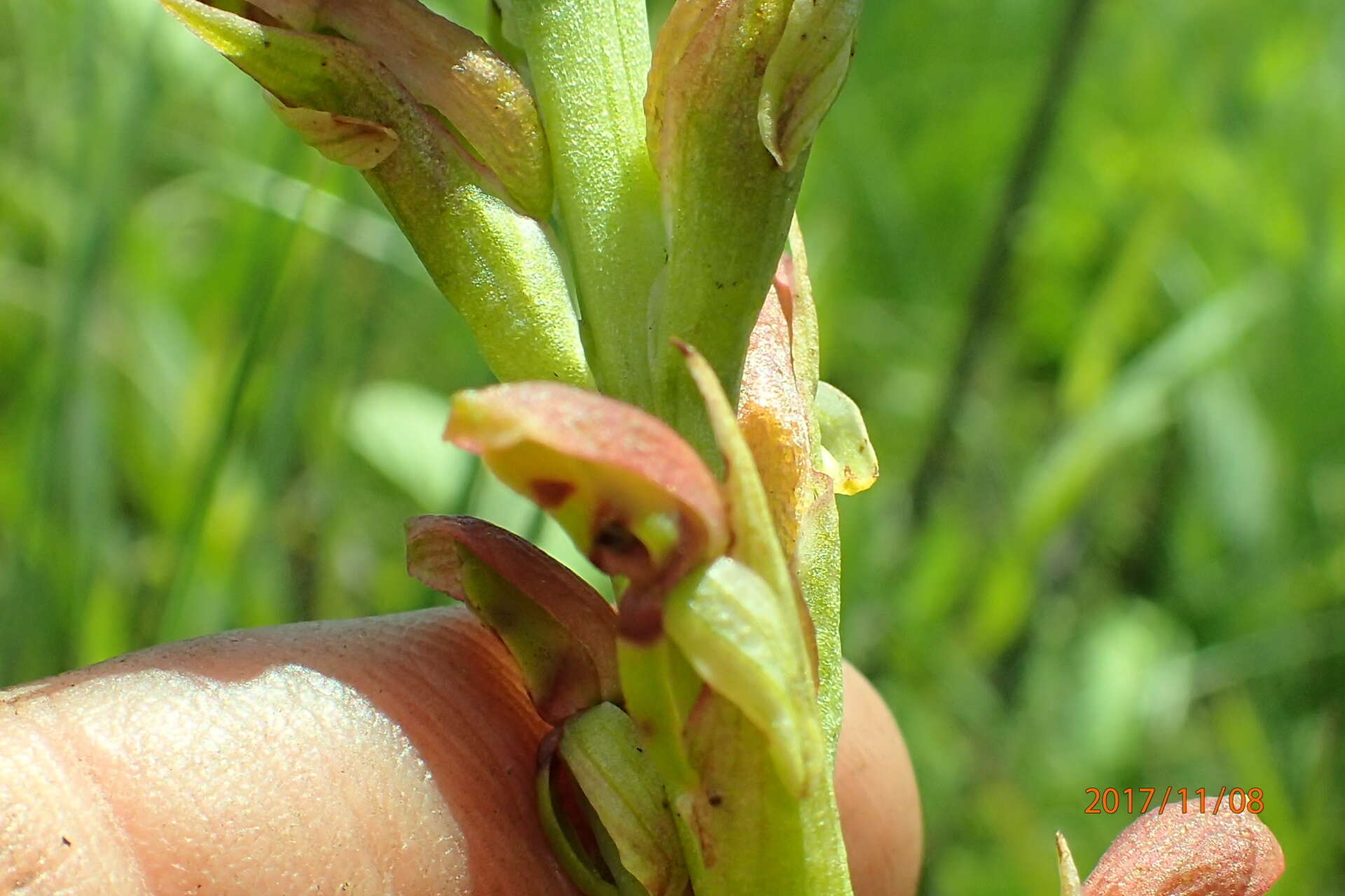 Image of Disa brevicornis (Lindl.) Bolus