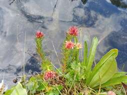 Image of Rhodiola algida (Ledeb.) Fisch. & C. A. Mey.