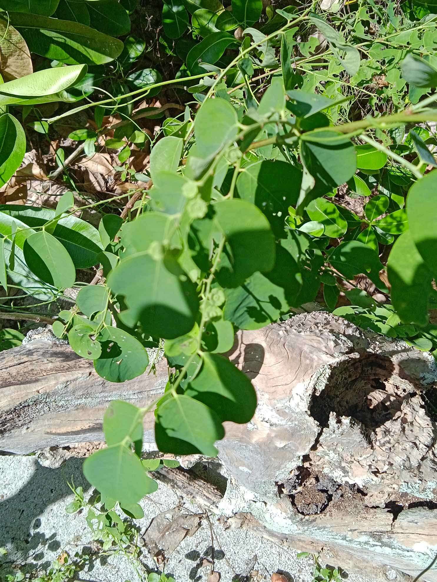 Image of snowbush