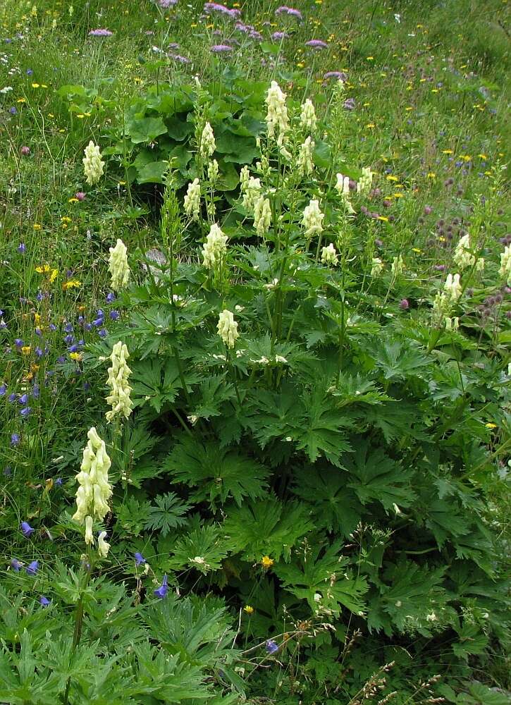 Imagem de Aconitum lycoctonum subsp. neapolitanum (Ten.) Nyman