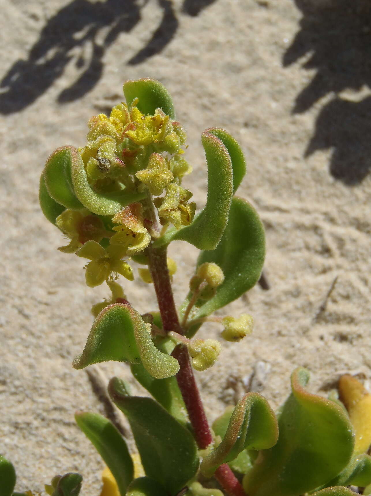 Sivun Tetragonia decumbens Mill. kuva