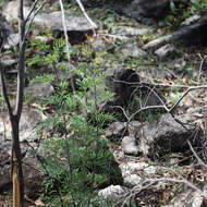 Image of Lomatia silaifolia (Sm.) R. Br.