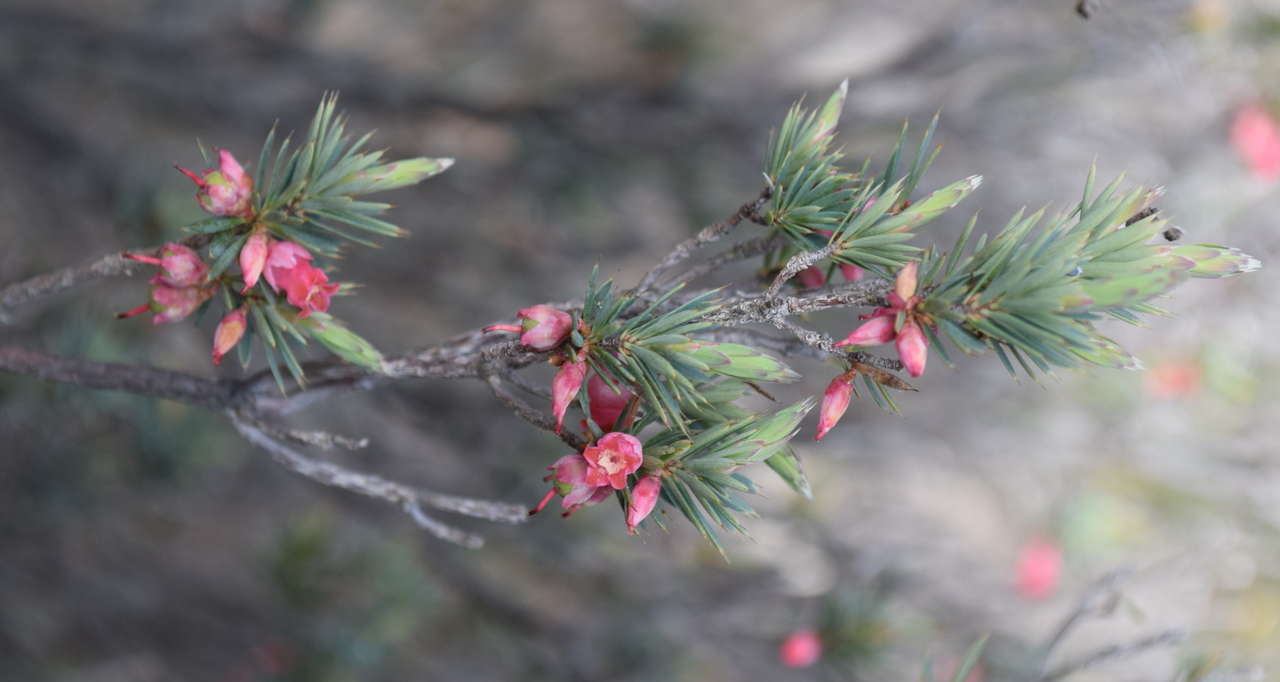 صورة Brachyloma ericoides subsp. ericoides