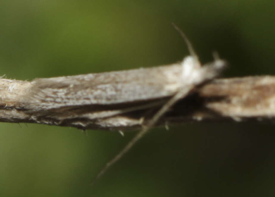 Sivun Pleurota ericella Duponchel 1838 kuva